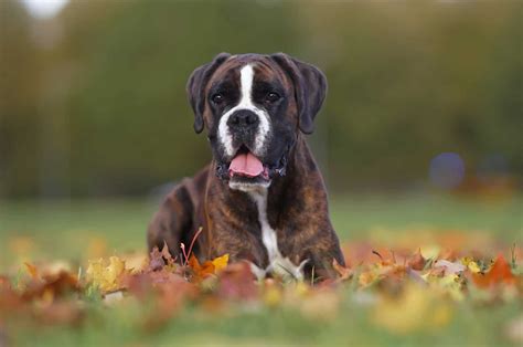 boxer puppies maine|northwood boxers.